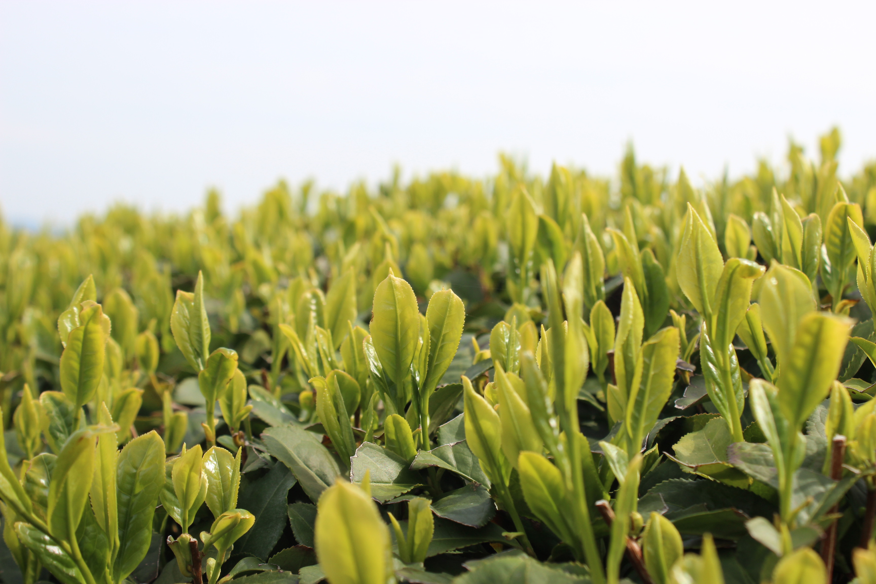 利招園茶舗2014新茶