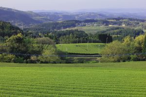 kagoshima organic fields