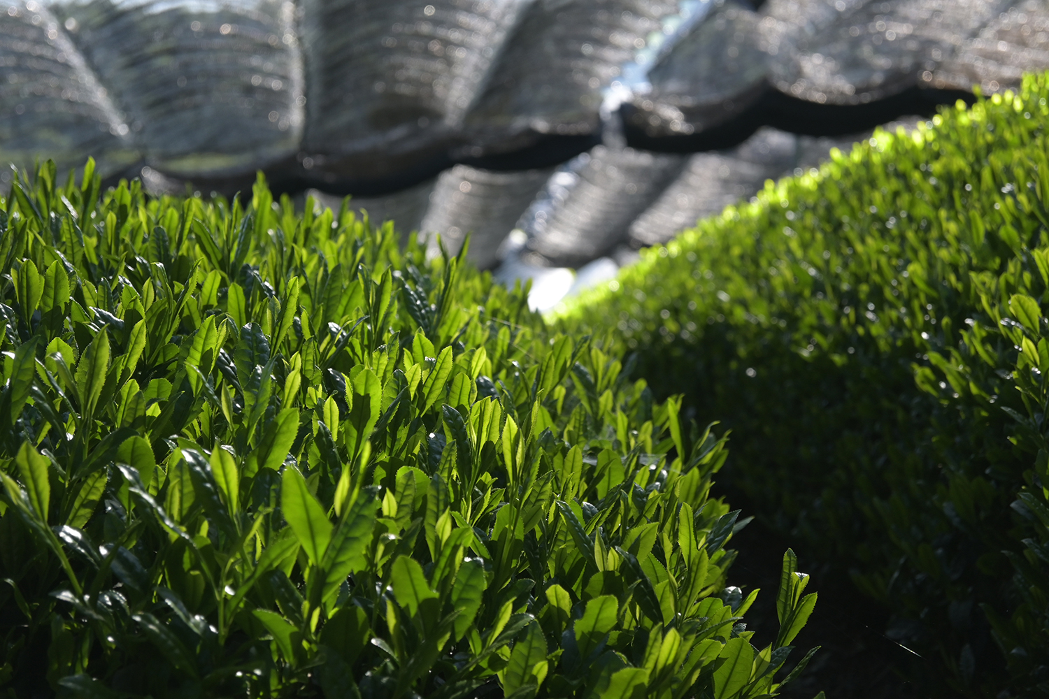 Gyokuro Kabusecha