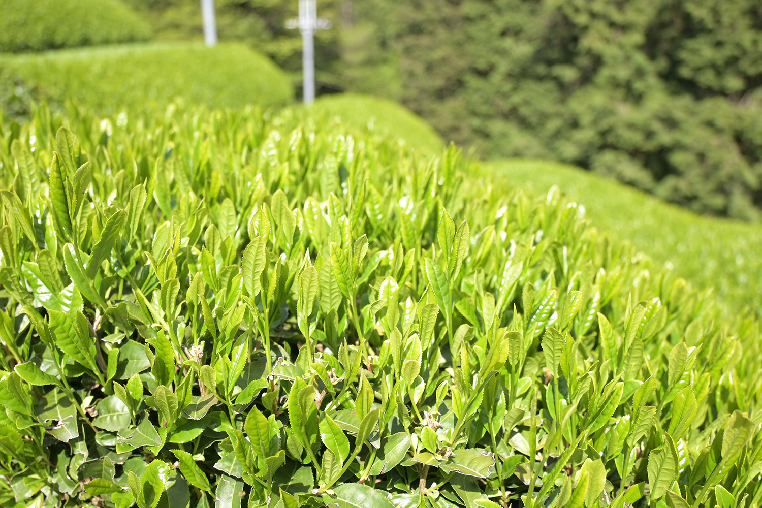 Sencha